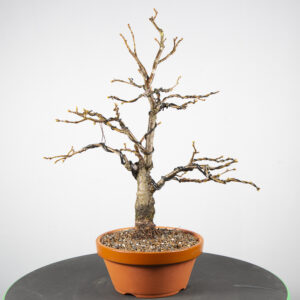 Tilia cordata 3 - Winterlinde